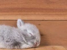 Image result for Sleeping Bunny Rabbit