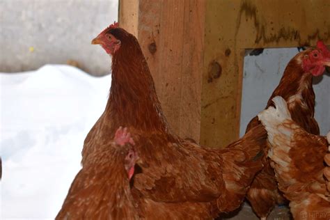 The Golden Comet Chicken Breed - What You Need to Know