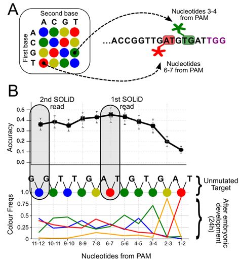Image result for Solid Sequencing Explained