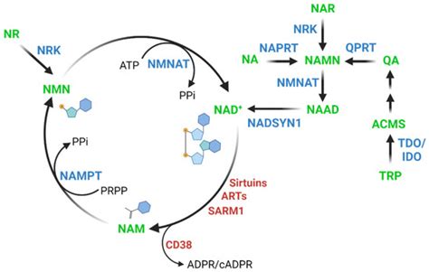 Age-Dependent Decline of NAD+—Universal Truth or Confounded Consensus?