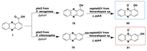 Advances in Phenazines over the Past Decade: Review of Their ...
