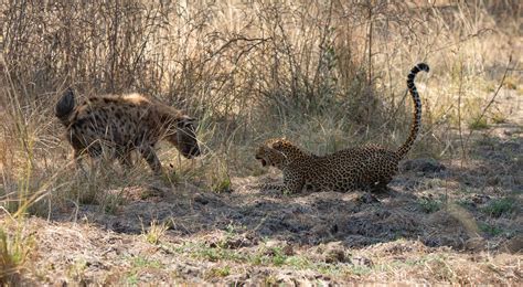 Symbiotic relationships: The art of living together - Zambia Tourism