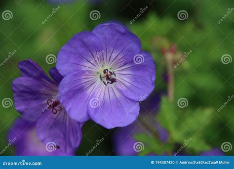 Cranesbill Geranium Rozanne in Violet Color Stock Photo - Image of blue ...