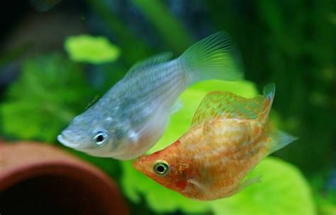 All You Need to Know About Mollies – Intan Growel