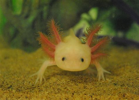 Axolotl Facts for Kids | Axolotls Information | Animal Fact Guide