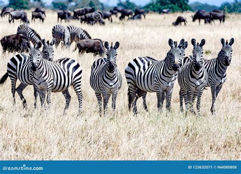 Zebras In Africa National Park Royalty-Free Stock Photography | CartoonDealer.com #72661505