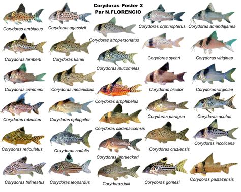 Types Of Corydoras Catfish