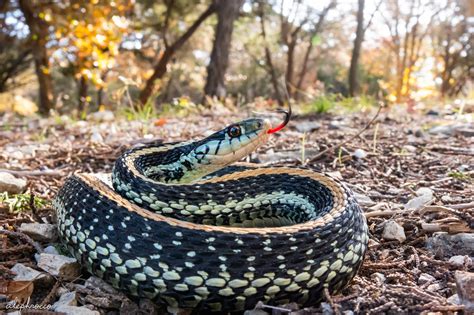 Garter Snakes – ALEPHROCCO
