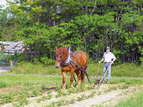 Image result for Spring Plowing