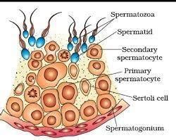 Diagram of seminiferous tubule - Brainly.in