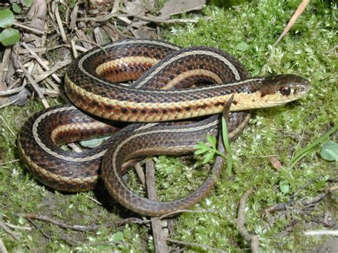 Image result for A Snake Using a Computer