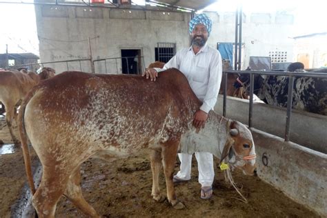‘All parties treat farmers like beggars’: Punjab’s agriculture workers ...