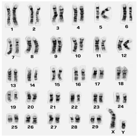 Chromosomal Aberrations in Cattle
