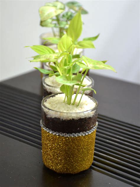 Indoor Plants in Festive Glass Shots (Set of 5) — Mudfingers