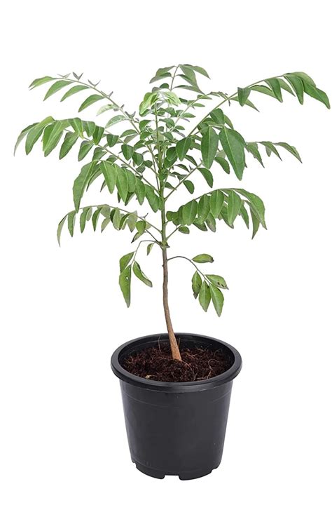 Curry Leaves Herb Plant in Black Pot (Sweet Neem), Curry patta plant ...
