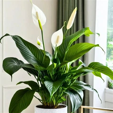 Peace Lily 'Domino' (Spathiphyllum Wallisii) - Plant – Lalit Enterprise