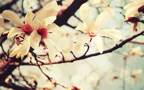 Spring Desktop Background 的图像结果