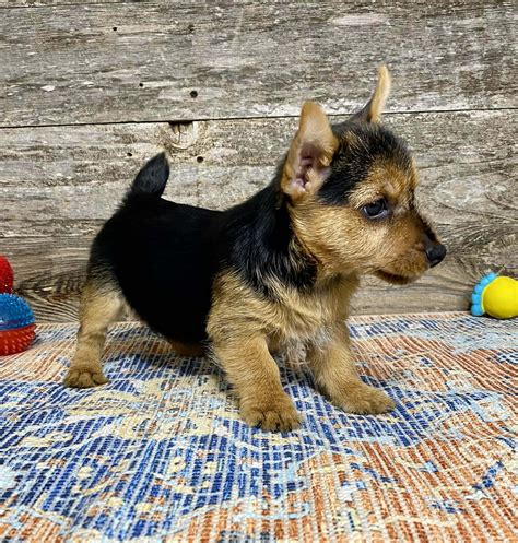 Available Puppies – Elfin Norwich Terriers