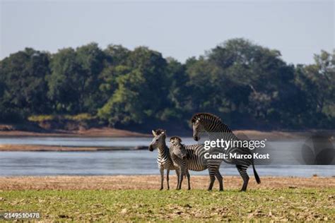 Image result for Zebra Breeding Clips