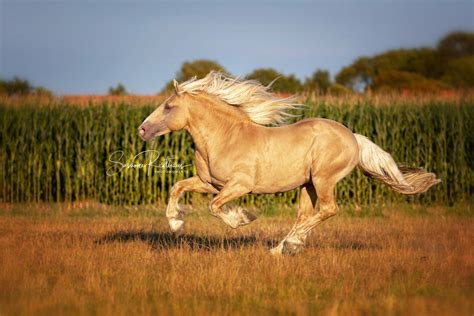 Cream Horse Ranch - Germany - American Cream Draft Horse Breeders ...