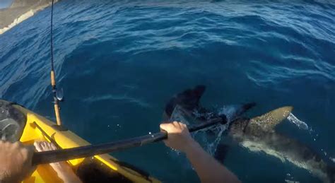 WATCH: Kayak Fights Off Aggressive Hammerhead Shark | Unofficial Networks