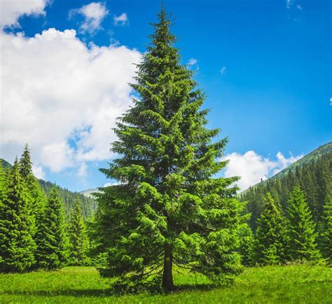 Image result for Tree Falling Fails