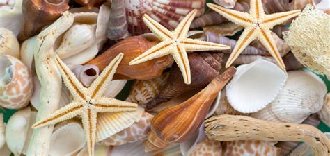 Image result for Seashell Collection