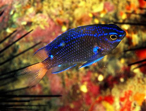 Black And White Damselfish