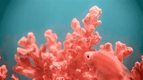 珊瑚RGB色值_红动网