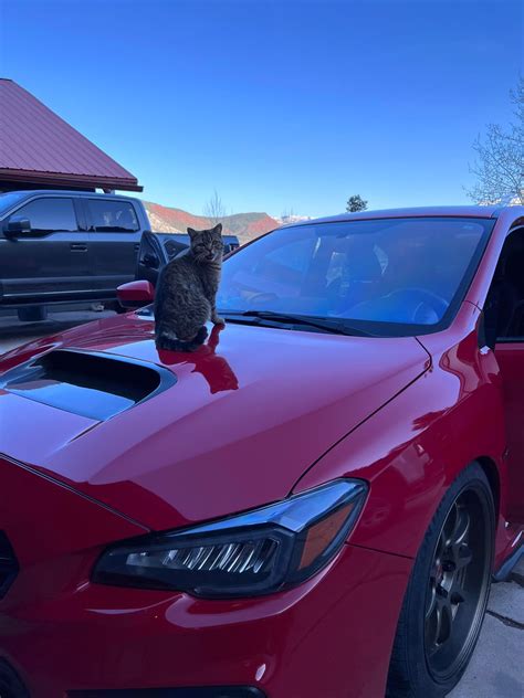 Do not the Cat : r/WRX