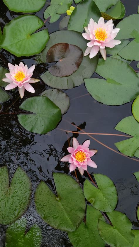 Pink Water Lilies