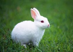 Image result for Cute Pink Rabbit