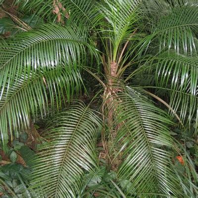 Lytocaryum weddellianum