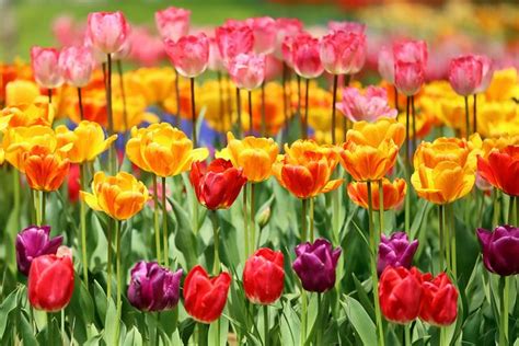 Image result for Spring Flower Nail Tutorials