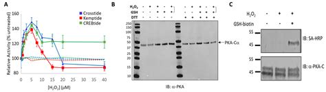 Redox Modification of PKA-Cα Differentially Affects Its Substrate Selection