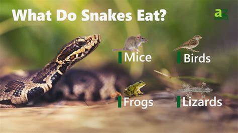 Image result for How Snakes Digest Food