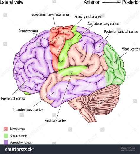 Image result for Human Brain Cortex