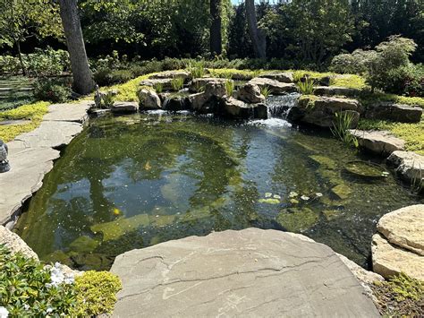 Why Choose a Natural Swim Pond vs. a Traditional Swimming Pool | Dallas ...