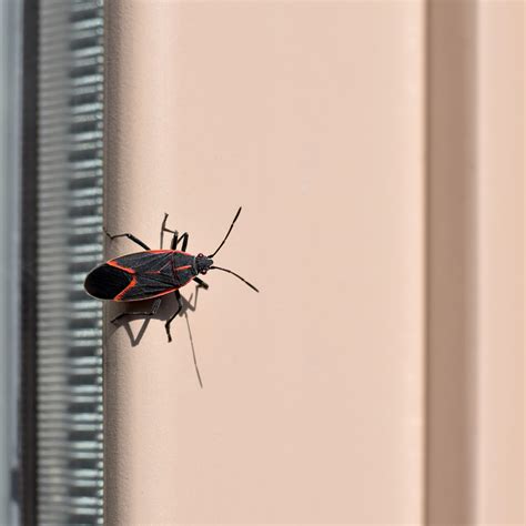 Boxelder Bug Control l Arete Pest Control
