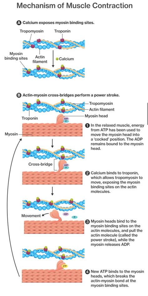 Muscle Contraction Process 的图像结果