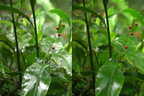 How to Remove Circular Polarized Lens Filter 的图像结果