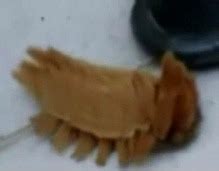 Image result for Alien Bug Creatures