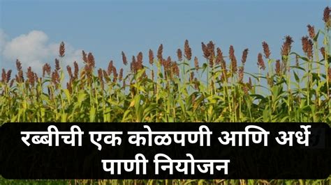 Rabbi Season : रब्बीची एक कोळपणी आणि अर्धे पाणी नियोजन