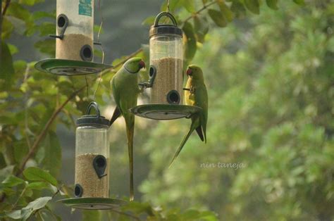 Buy Bird Feeder With Hut (Large) at Best Price in India