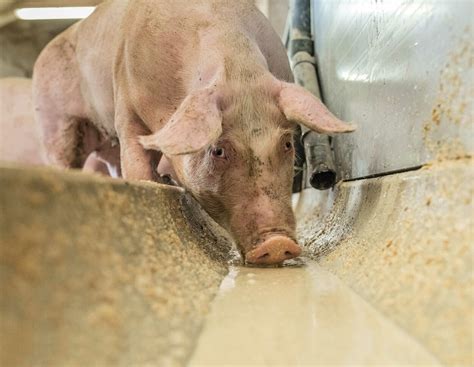 Schweinefütterung: Mit Fermentation Futterkosten sparen | agrarheute.com
