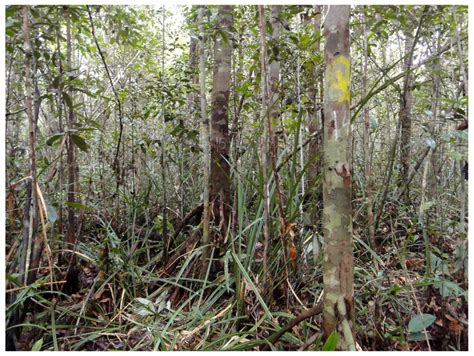 Forest Structure 的图像结果