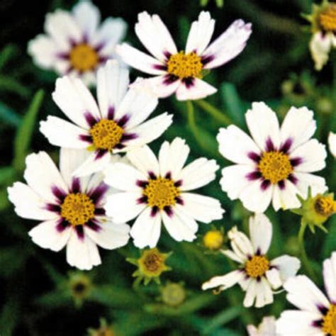 Buy Coreopsis Beauty Star Mix Seeds (10 seeds) - Rs.20/- sale online ...