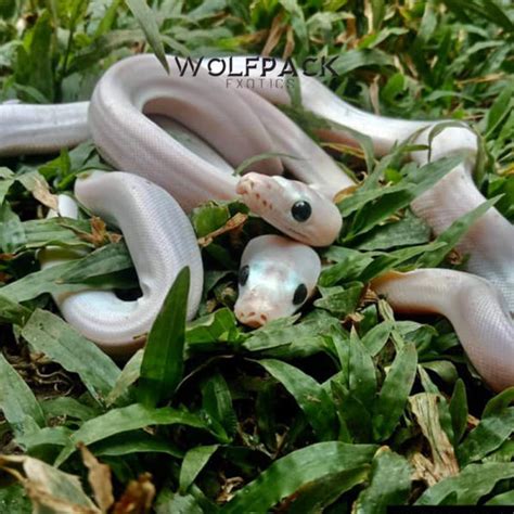 Reticulated Python Power 的图像结果