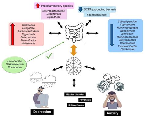 Ultraprocessed Foods and Neuropsychiatric Outcomes: Putative Mechanisms