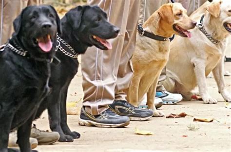 Whodunnit? - A Plea To Pardon Pregnant Lalcy